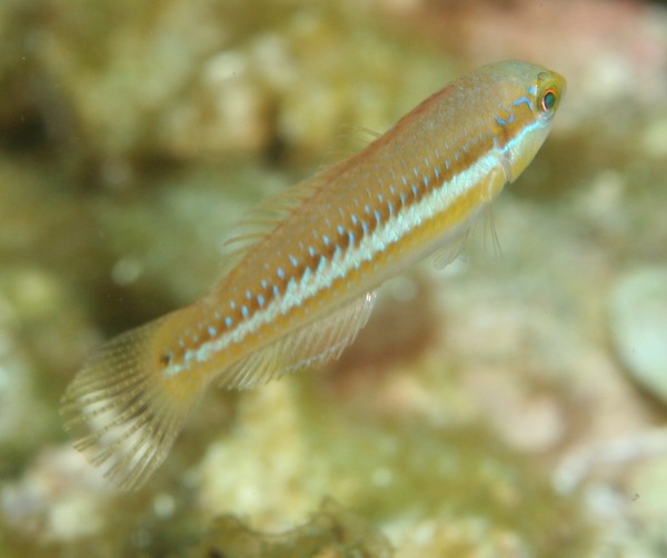 Slippery Dick - Halichoeres bivittatus