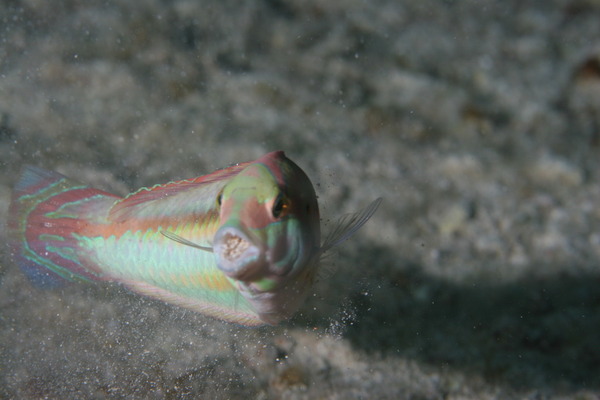 Wrasse - Slippery Dick