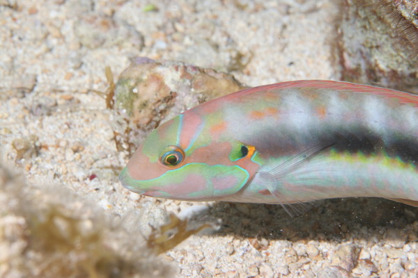 Wrasse - Slippery Dick