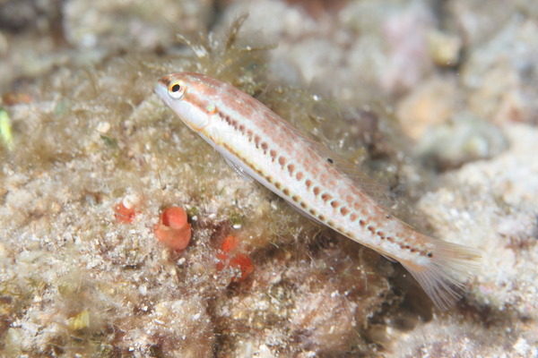 Slippery Dick - Halichoeres bivittatus