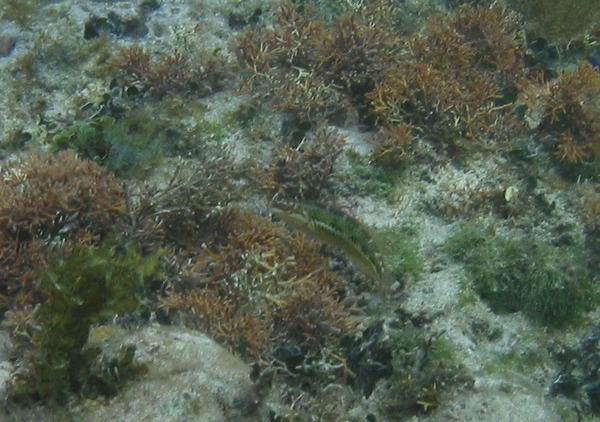 Wrasse - Clown Wrasse