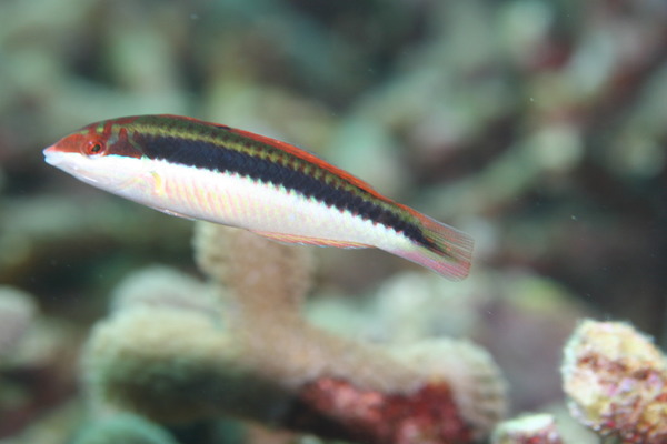 Clown Wrasse - Halichoeres maculipina