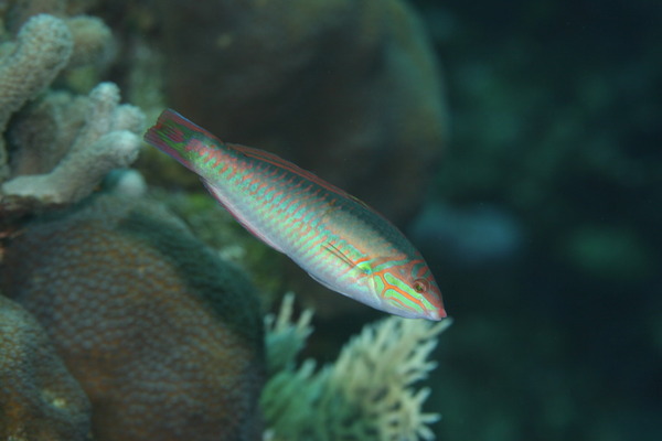 Wrasse - Clown Wrasse