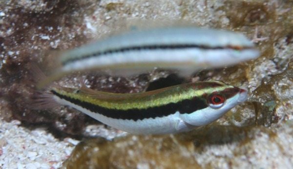 Wrasse - Clown Wrasse