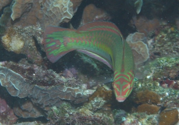 Wrasse - Clown Wrasse