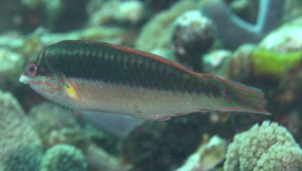 Wrasse - Clown Wrasse