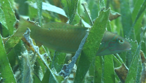 Wrasse - Blackear Wrasse