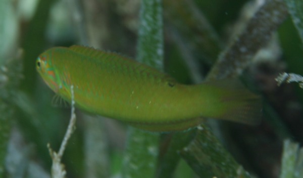 Blackear Wrasse - Halichoeres poeyi