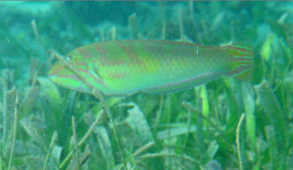 Wrasse - Blackear Wrasse