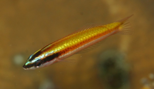 Rainbow Wrasse - Halichoeres pictus