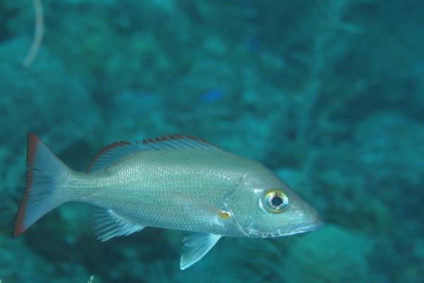 Snappers - Mahogany Snapper