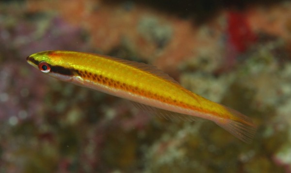 Wrasse - Rainbow Wrasse