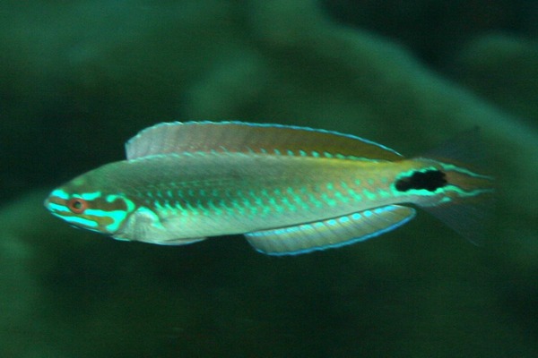 Wrasse - Rainbow Wrasse