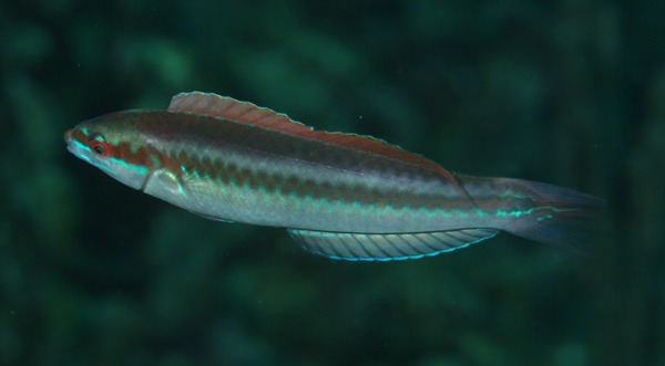 Rainbow Wrasse - Halichoeres pictus