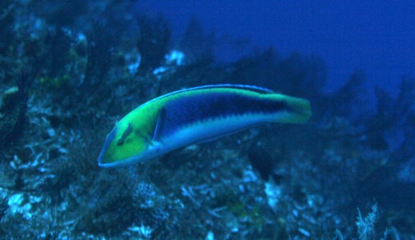 Yellowcheek Wrasse - Halichoeres cyanocephalus