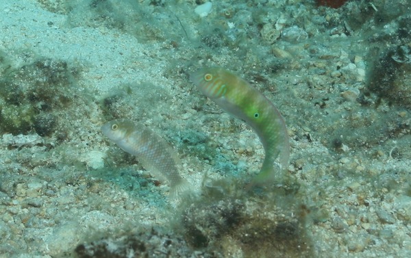 Razorfish - Green Razorfish Razorfish - Green Razorfish