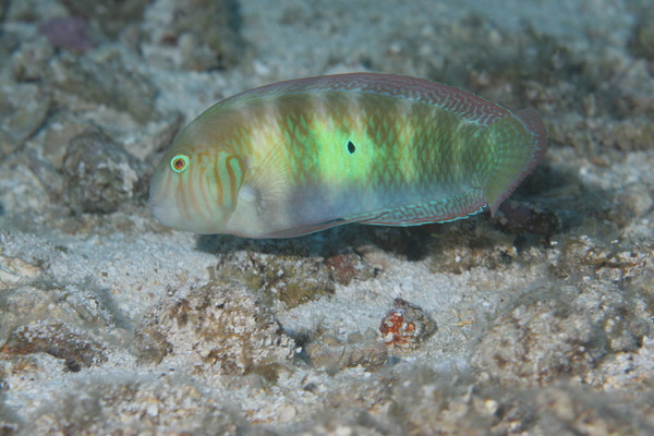 Razorfish - Green Razorfish Razorfish - Green Razorfish