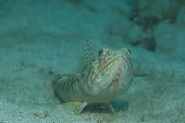 Lizardfish - Sand Diver