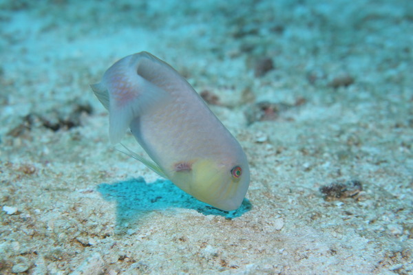 Razorfish - Rosy Razorfish