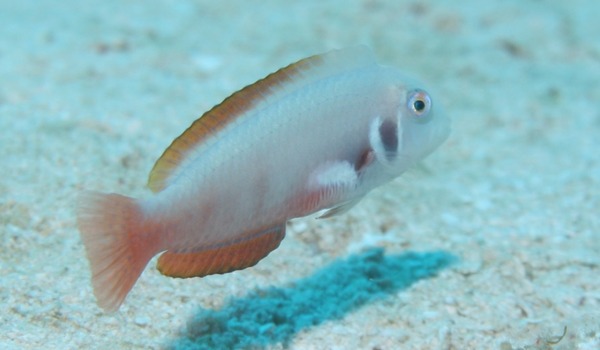 Razorfish - Rosy Razorfish