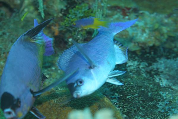 Wrasse - Creole Wrasse