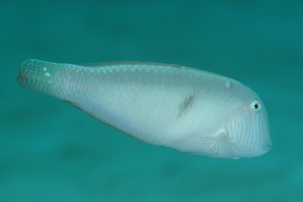 Razorfish - Pearly Razorfish