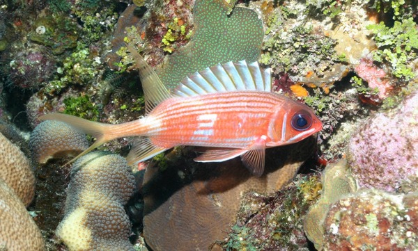 Squirrelfish - Longspine Squirrelfish