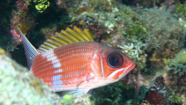 Squirrelfish - Squirrelfish