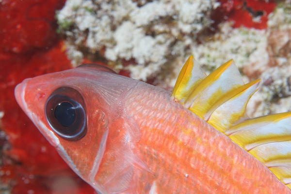 Squirrelfish - Squirrelfish