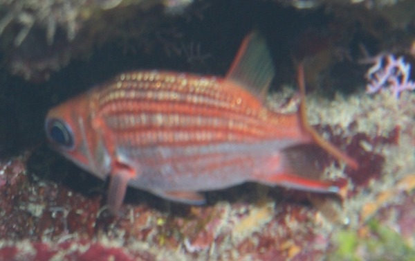 Squirrelfish - Dusky Squirrelfish