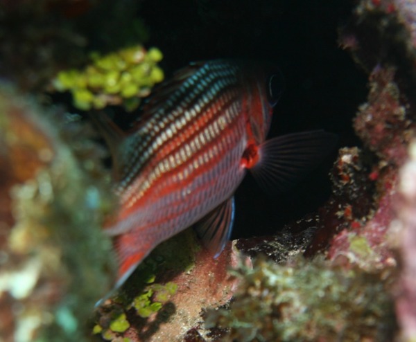 Squirrelfish - Dusky Squirrelfish