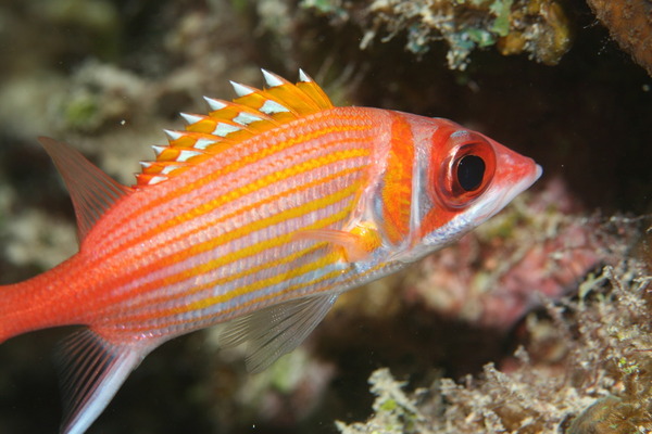 Squirrelfish - Longjaw Squirrelfish