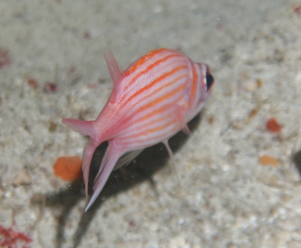 Squirrelfish - Longjaw Squirrelfish