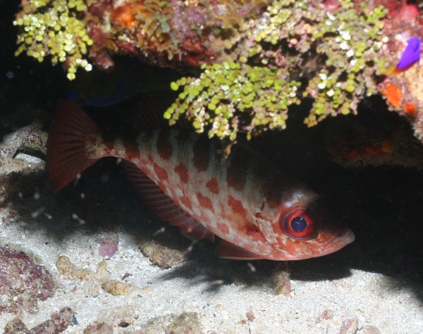 Bigeyes - Glasseye Snapper