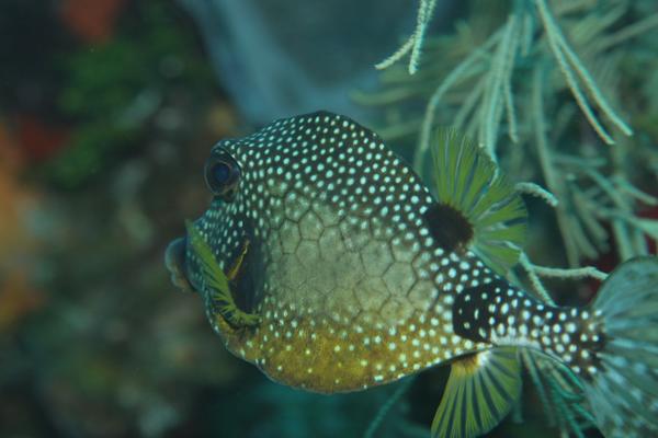 Trunkfish - Smooth Trunkfish