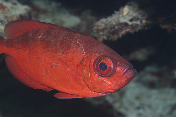 Bigeyes - Glasseye Snapper