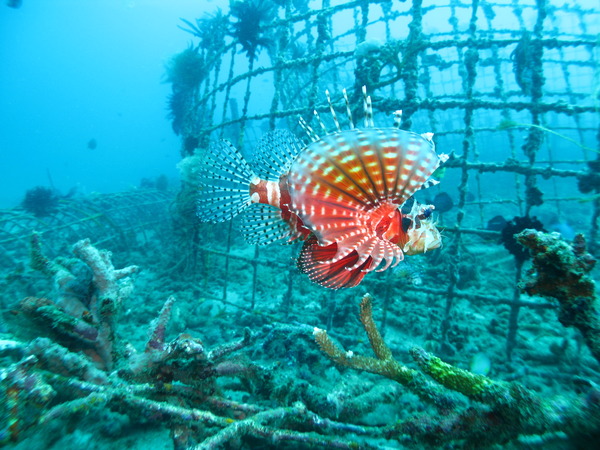 Lionfish - Lionfish