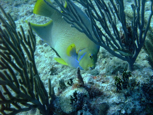 Angelfish - Blue Angelfish