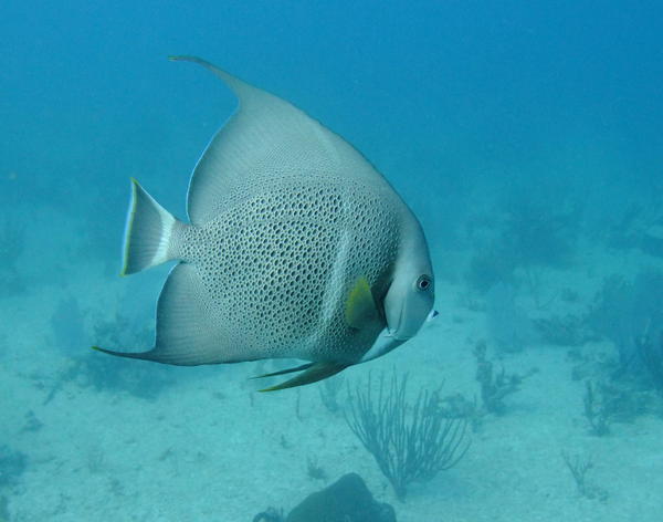 Angelfish - Gray Angelfish