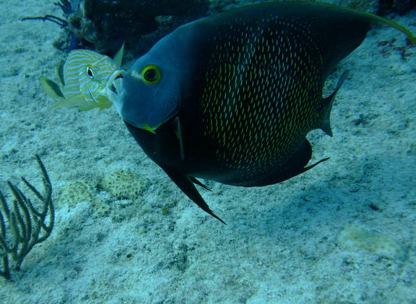 Angelfish - French Angelfish