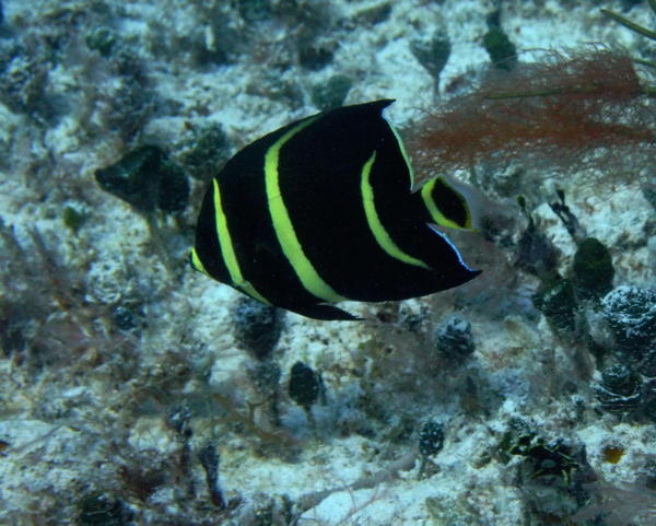 Angelfish - Gray Angelfish