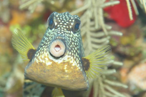 Trunkfish - Smooth Trunkfish