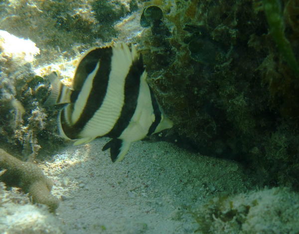 Butterflyfish - Banded Butterflyfish