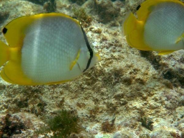 Butterflyfish - Spotfin Butterflyfish