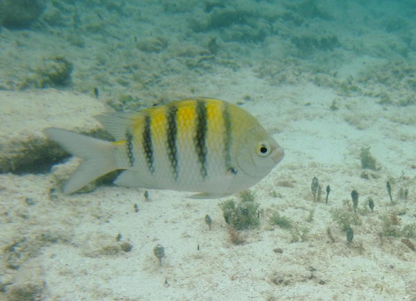 Damselfish - Sergeant Major