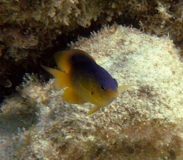 Damselfish - Longfin Damselfish