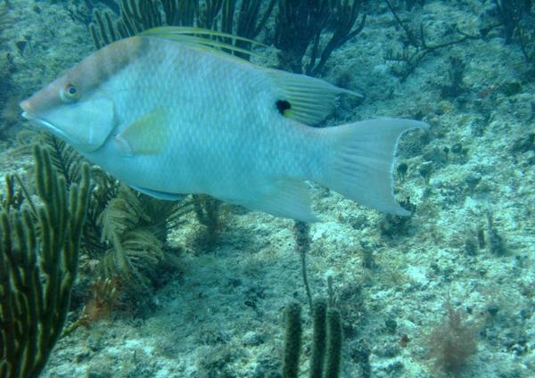 Hogfish - Hogfish