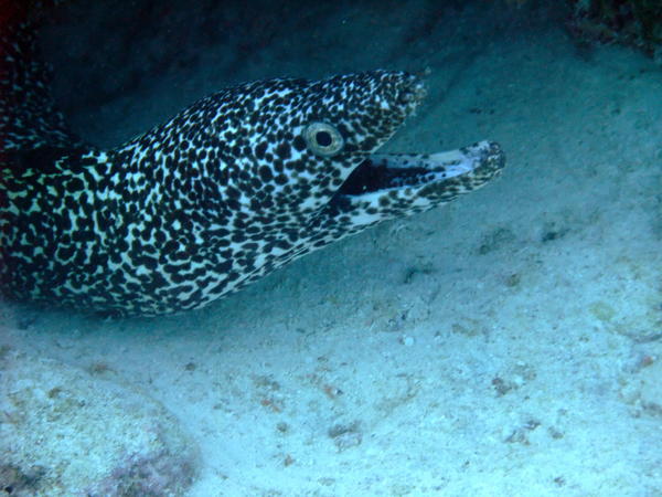 Moray - Spotted Moray Moray - Spotted Moray