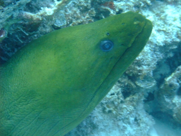 Moray - Green Moray Moray - Green Moray