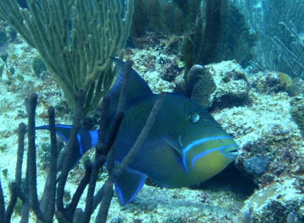 Triggerfish - Queen Triggerfish